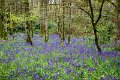 Bluebells and wild garlic in Rossmore Forest Park - May 2017 (1)